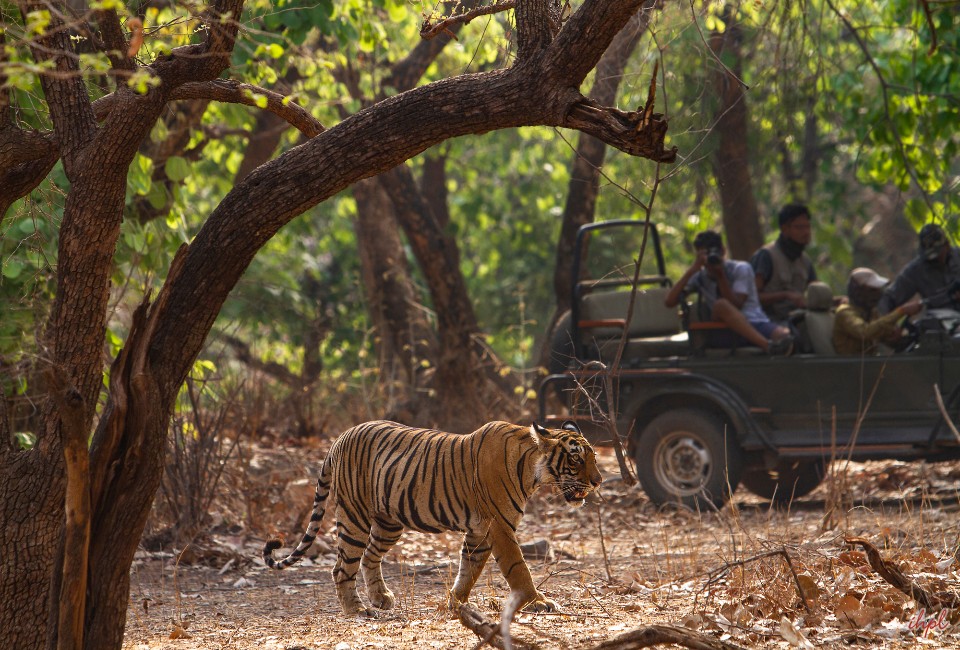 Jaipur to Ranthambore